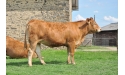 EDAKKYA - Limousin